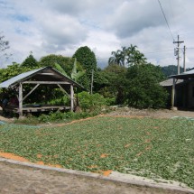 Drying coca leafs